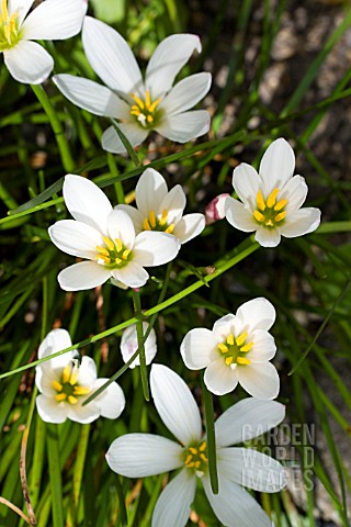 ZEPHYRANTHES_CANDIDA_FLOWERS_OF_THE_WESTERN_WIND_TENDER_BULB_AUGUST