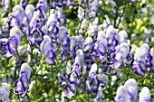 ACONITUM X CAMMARUM BICOLOR, HARDY PERENNIAL, AUGUST