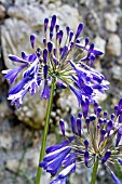 AGAPANTHUS INAPERTUS PURPLE CLOUD, TENDER BULB, AUGUST