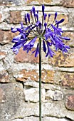 AGAPANTHUS INAPERTUS PURPLE CLOUD, TENDER BULB, AUGUST