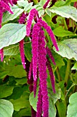 AMARANTHUS CAUDATUS, LOVE LIES BLEEDING, HARDY ANNUAL, AUGUST