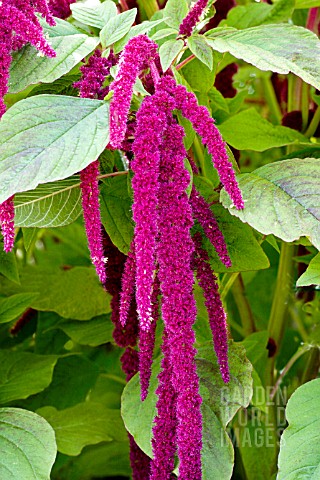 AMARANTHUS_CAUDATUS_LOVE_LIES_BLEEDING_HARDY_ANNUAL_AUGUST