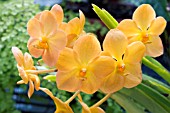 ASCOCENDRA THAI GOLD, TROPICAL ORCHID, AUGUST