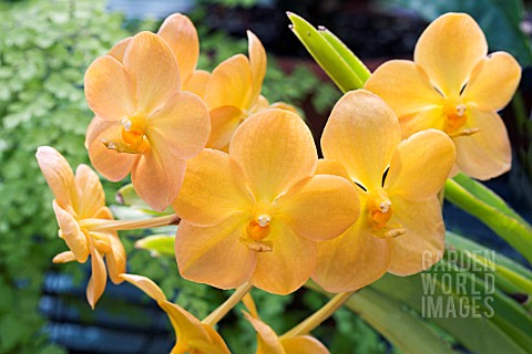 ASCOCENDRA_THAI_GOLD_TROPICAL_ORCHID_AUGUST