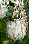 CUCUMIS MELO EDONIS F1, GREENHOUSE GROWN SHOWING NET SUPPORT, AUGUST