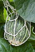 CUCUMIS MELO HEARTS OF GOLD, GREENHOUSE GROWN MELON SHOWING NET SUPPORT, AUGUST