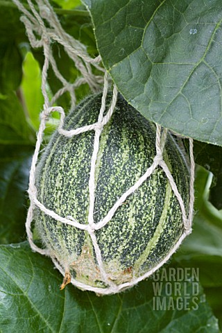 CUCUMIS_MELO_HEARTS_OF_GOLD_GREENHOUSE_GROWN_MELON_SHOWING_NET_SUPPORT_AUGUST