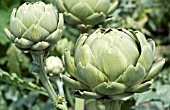 CYNARA CARDUNCULUS GREEN GLOBE IMPROVED, HARDY ARTICHOKE, AUGUST