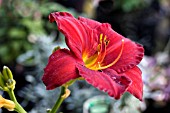 HEMEROCALLIS CHICAGO APACHE, HARDY DAY LILY, AUGUST