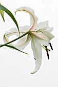 LILIUM SPACIOSUM ALBUM, TENDER BULB, LILY, AUGUST