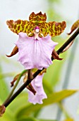 ODONTOCIDIUM URO-SKINNERI, TROPICAL ORCHID, AUGUST