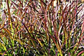 PENNISETUM SETACEUM RUBRUM, HARDY GRASS, AUGUST