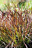 PENNISETUM SETACEUM RUBRUM, HARDY GRASS, AUGUST