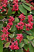 VIBURNUM PLICATUM ROWALLANE, HARDY SHRUB, AUGUST