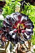 AEONIUM ZWARTKOP, AMONGST OTHER AEONIUM, TENDER SUCCULENT, AUGUST