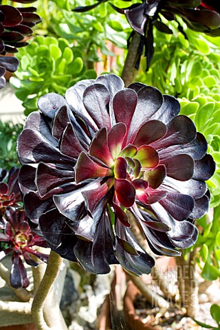 AEONIUM_ZWARTKOP_AMONGST_OTHER_AEONIUM_TENDER_SUCCULENT_AUGUST