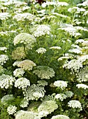 AMMI VISNAGA, HARDY ANNUAL, AUGUST