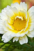 CHRYSANTHEMUM CORONARIUM ALLSORTS, HARDY ANNUAL, AUGUST