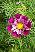 COSMOS PIED PIPER RED, HARDY ANNUAL, AUGUST