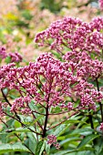 EUPATORIUM PURPUREUM MACULATUM, HARDY PERENNIAL, AUGUST