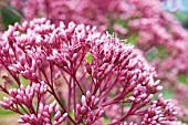 EUPATORIUM PURPUREUM MACULATUM, HARDY PERENNIAL, AUGUST