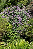 HYDRANGEA VILLOSA, GROWING IN CHALK PIT WALL AT HIGHDOWN GARDENS, SUSSEX, AUGUST