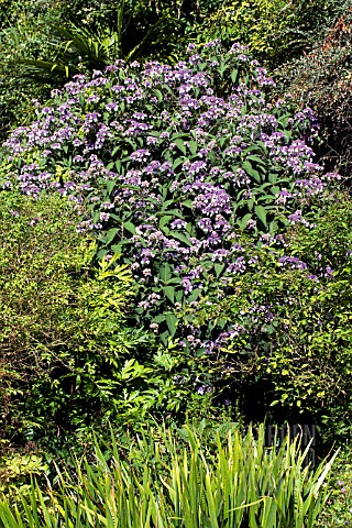 HYDRANGEA_VILLOSA_GROWING_IN_CHALK_PIT_WALL_AT_HIGHDOWN_GARDENS_SUSSEX_AUGUST