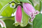 KOHLERIA WARSCEWICZII, TROPICAL POT PLANT, AUGUST