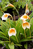 MASDEVALLIA AQUARIUS  FALCON SUNRISE X CONSTRICTA, TENDER ORCHID, AUGUST