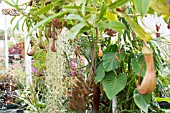 NEPHROLEPIS & TILLANDSIA IN TROPICAL GREENHOUSE, PITCHER PLANT & SPANISH MOSS,  AUGUST