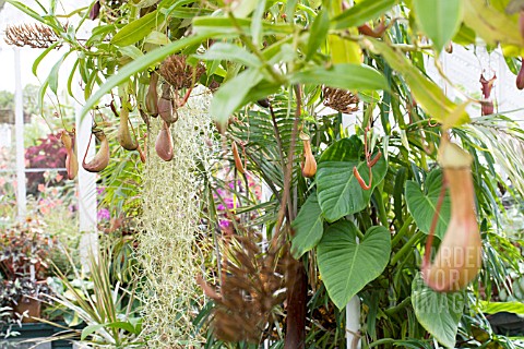 NEPHROLEPIS__TILLANDSIA_IN_TROPICAL_GREENHOUSE_PITCHER_PLANT__SPANISH_MOSS__AUGUST