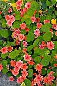 TROPAEOLUM MAJUS HERMINE GRASHOFF,  TENDER ANNUAL,  SEPTEMBER