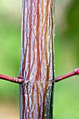 ACER DAVIDII GEORGE FORREST,  MAPLE,  BARK DETAIL,  NOVEMBER