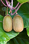 ACTINIDIA CHINENSIS,  CHINESE GOOSEBERRY,  KIWI FRUIT,  SUSSEX GROWN OUTDOORS,  SEPTEMBER