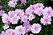 ASTER NOVI BELGII CHATTERBOX,  HARDY PERENNIAL,  SEPTEMBER