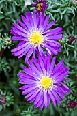 ASTER NOVI BELGII CHEQUERS,  HARDY PERENNIAL,  SEPTEMBER