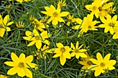 COREOPSIS VERTICILLATA ZAGREB,  HARDY PERENNIAL,  SEPTEMBER