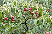 CORNUM KOUSA,  HARDY SMALL TREE,  AUTUMN FRUITS,  SEPTEMBER