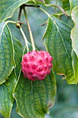 CORNUM KOUSA,  HARDY SMALL TREE,  AUTUMN FRUITS,  SEPTEMBER