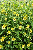 HELIANTHUS DECAPETALUS,  HARDY PERENNIAL.