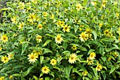 HELIANTHUS DECAPETALUS,  HARDY PERENNIAL.