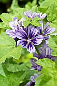 MALVA SYLVESTRIS PRIMLEY BLUE,  HARDY PERENNIAL,  SEPTEMBER