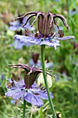 NIGELLA HISPANICA CURIOSITY,  HARDY ANNUAL,  SEPTEMBER