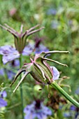 NIGELLA HISPANICA CURIOSITY,  HARDY ANNUAL.