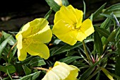 OENOTHERA MACROCARPA (MISSOURIENSIS),  HARDY PERENNIAL.