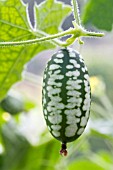 CUCURBITA PEPO SP,  ORNAMENTAL GOURD,  SEPTEMBER