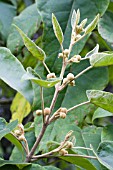 PAULONIA TOMENTOSA,  FOXGLOVE TREE,  AUTUMN BUDS,  SEPTEMBER