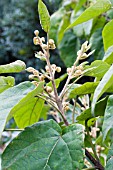 PAULONIA TOMENTOSA,  FOXGLOVE TREE,  AUTUMN BUDS,  SEPTEMBER