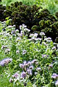 PHACELIA TANACETIFOLIA,  HARDY ANNUAL,  GREEN MANURE,  AGAINST BRASSICA OLERACEA REDBOR,  CURLEY KALE,  SEPTEMBER