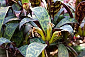 AESCHYANTHUS LONGICAULIS,  TENDER TRAILING POT PLANT,  OCTOBER